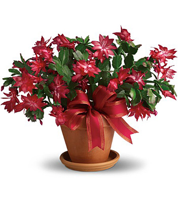 Merry Christmas Cactus from In Full Bloom in Farmingdale, NY